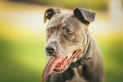 Close-up portrait of dog looking away