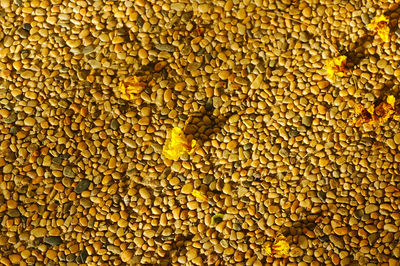 Full frame shot of yellow leaf