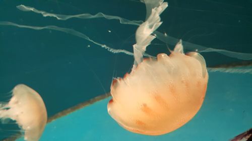 Close-up of jellyfish swimming in sea