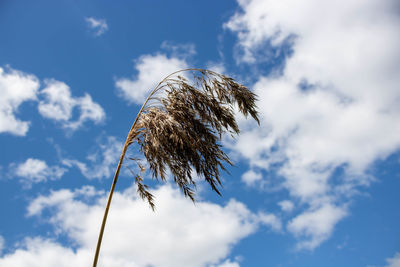 Dry cane in the open air . beige reed grass pampas grass. abstract, minimalistic, stylish, trendy