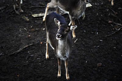 High angle view of two deers on land