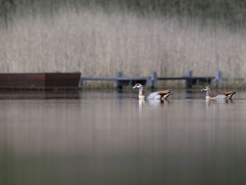 Birds in lake