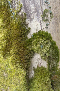 High angle view of moss growing on rock