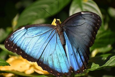 Close-up of butterfly