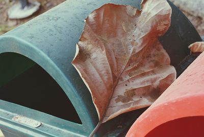 Close-up of autumn leaf