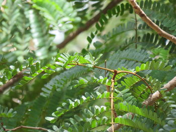 Low angle view of insect on tree