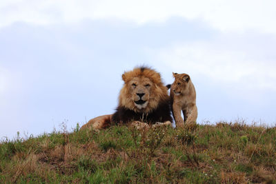 View of two lions on field