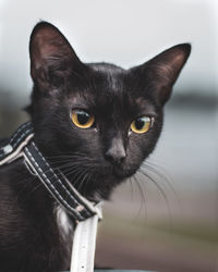 Portrait of black cat