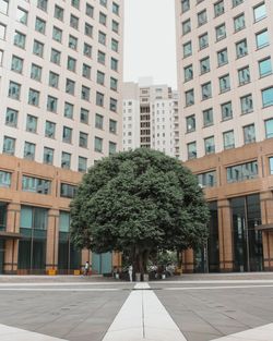 Trees and buildings in city