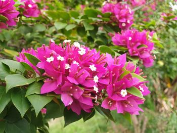 Close-up of pink flowering plant