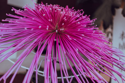 Close-up of pink flower