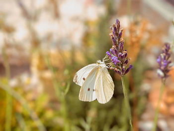 Close-up of butterfly pollinating on purple flower