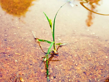 leaf