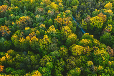 High angle view of yellow flowering plants