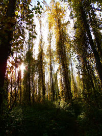 Low angle view of trees in forest