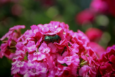 Close-up of bee on flower