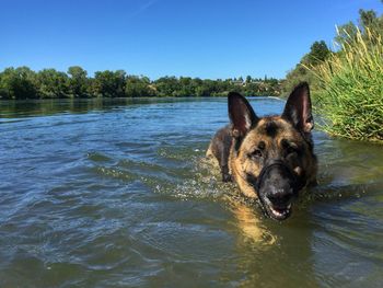 Portrait of dog swimming in lake