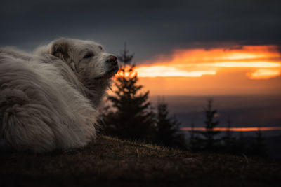 Close-up of a dog at sunset