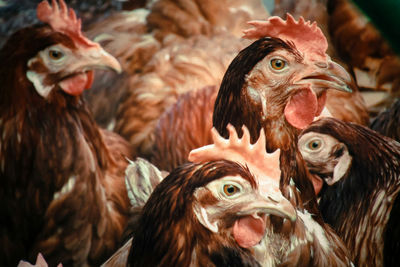 Close-up of roosters