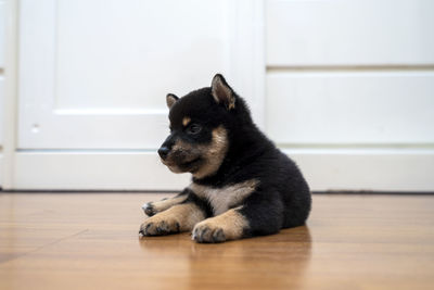 A black and tan shiba inu puppy lying in the room. shiba inu on wood.