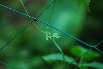 Close-up of plant