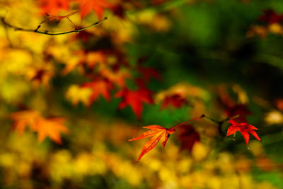 Close-up of leaves on branch