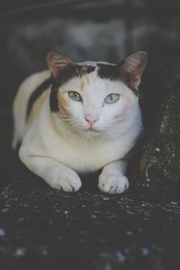 Close-up portrait of cat