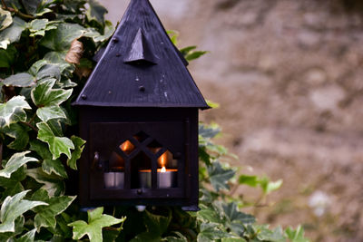 Close-up of lit candles on plant