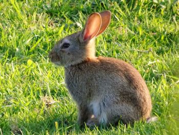 Close-up of an animal on grass