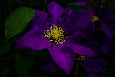 Close-up of purple lotus water lily