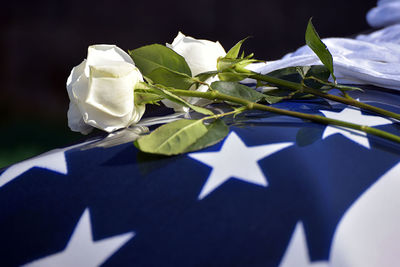 Close-up of white flowering plants