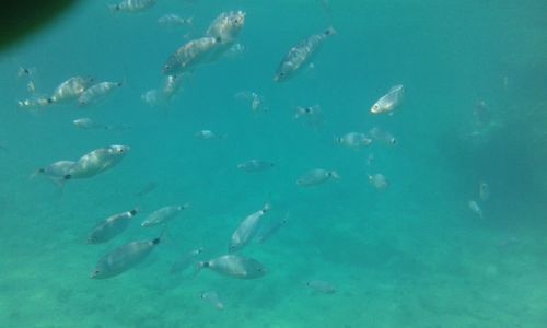 Fish swimming in sea