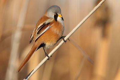 Close-up of bird perching on twig