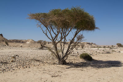 Single tree in desert against clear sky