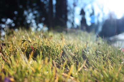 Close-up of grass on field