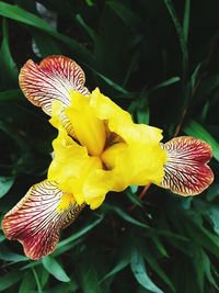 Close-up of yellow day lily blooming outdoors