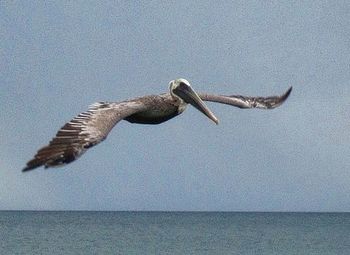 View of birds in flight