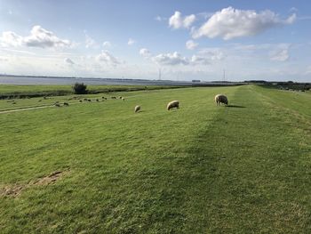 Flock of sheep on grassy field against sky