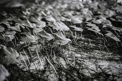 Close-up of plants