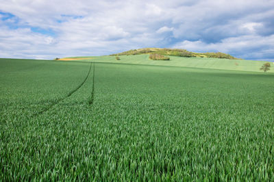 Scenic view of agricultural field against sky