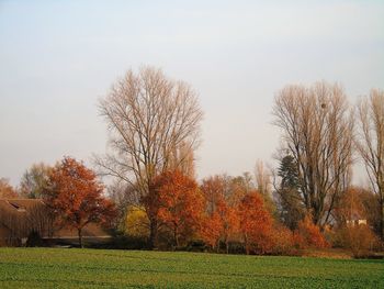 Trees on field against sky at sunset