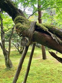 Trees on field in forest