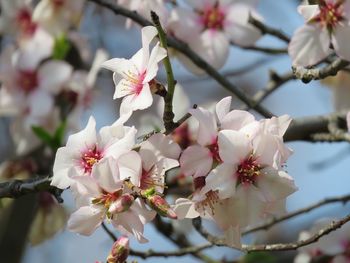 Close-up of cherry blossoms in spring