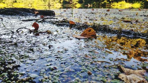 Surface level of leaves floating on water