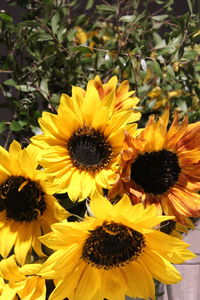 Close-up of sunflower