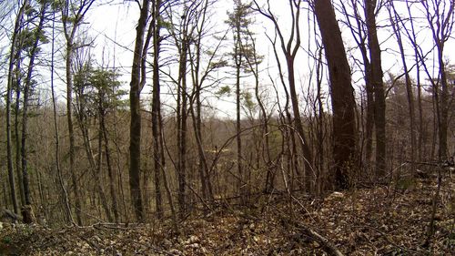 Bare trees in forest