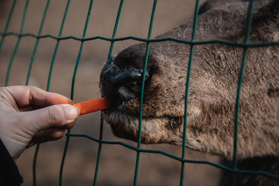 Cropped hand of person feeding deer through fence in zoo