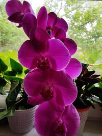Close-up of purple orchid flower