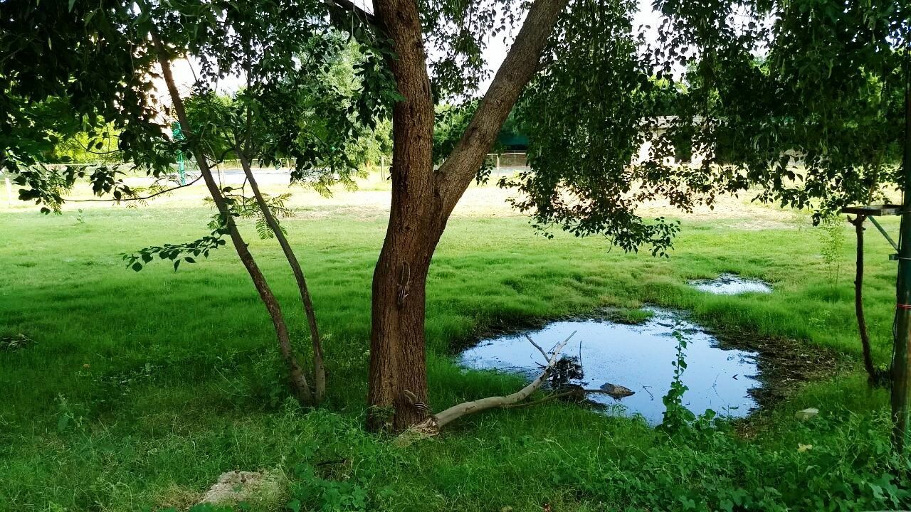 TREES ON LAKE IN FOREST