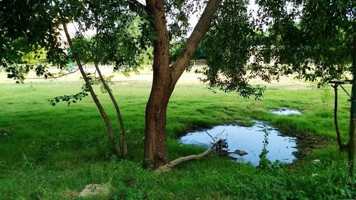 Scenic view of lake in forest